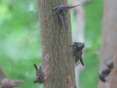 Oxyrhachis