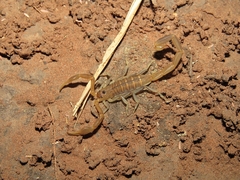 Uroplectes planimanus