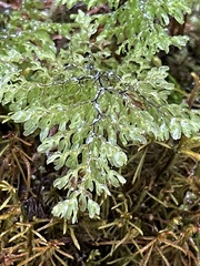 Hymenophyllum paniculiflorum