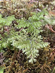 Hymenophyllum paniculiflorum