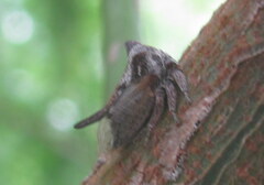 Oxyrhachis