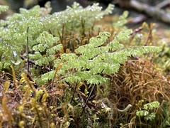 Hymenophyllum paniculiflorum