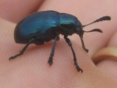 Platycorynus peregrinus