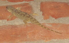 Hemidactylus flaviviridis