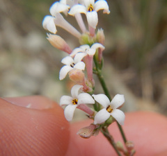 Asperula