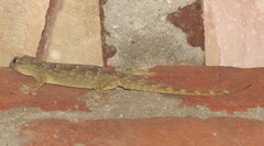 Hemidactylus flaviviridis