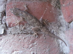 Hemidactylus flaviviridis