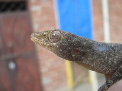 Hemidactylus flaviviridis