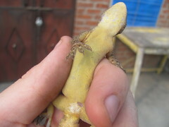 Hemidactylus flaviviridis