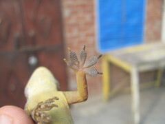 Hemidactylus flaviviridis