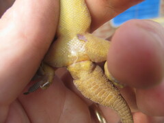 Hemidactylus flaviviridis