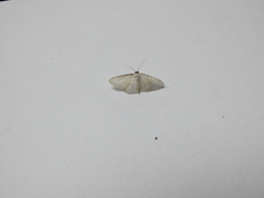 Ptychamalia perlata