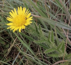 Berkheya speciosa