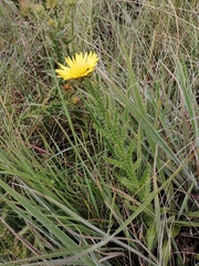 Berkheya speciosa