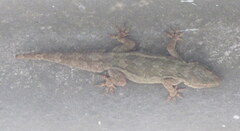 Hemidactylus flaviviridis