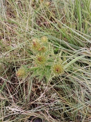Berkheya speciosa