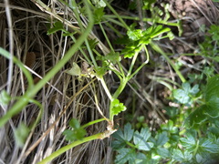 Apium prostratum filiforme