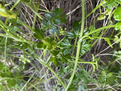 Apium prostratum filiforme