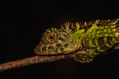 Gonocephalus liogaster