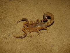 Uroplectes triangulifer