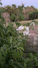 Cleome houtteana