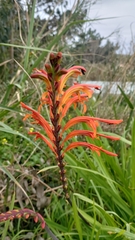 Chasmanthe floribunda