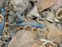 Uroplectes triangulifer marshalli