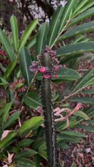 Euphorbia trigona