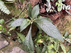 Rhynchotechum discolor