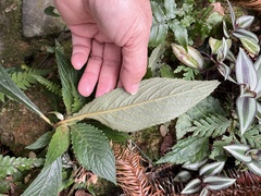 Rhynchotechum discolor