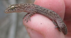 Hemidactylus kushmorensis