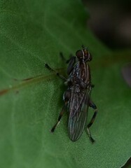 Tapeigaster nigricornis