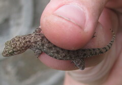 Hemidactylus kushmorensis