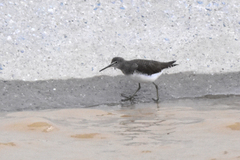 Tringa ochropus