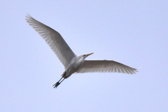 Ardea alba