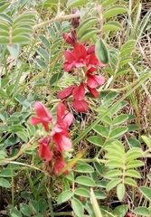 Indigofera hilaris