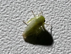 Batracomorphus