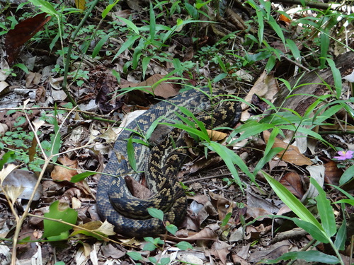 Australian Scrub Python sighting