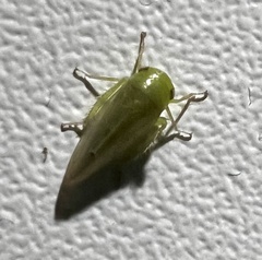 Batracomorphus