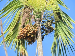 Areca catechu
