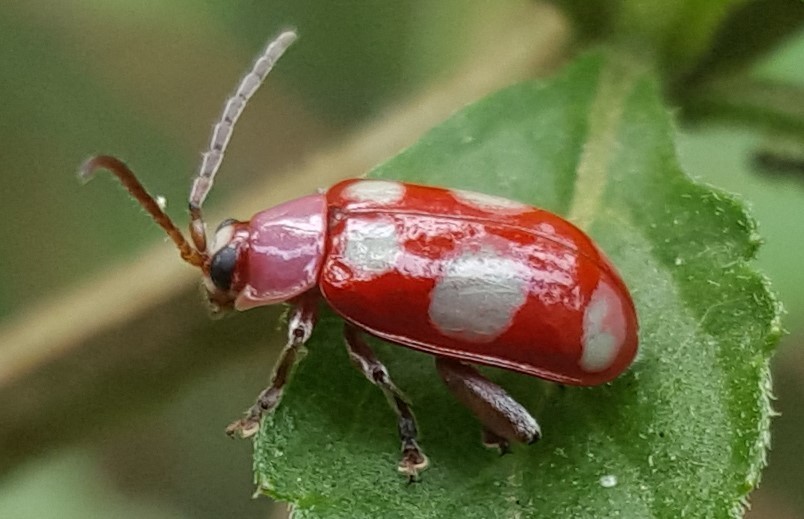 Omophoita sexnotata