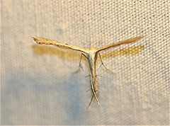 Stenoptilodes taprobanes