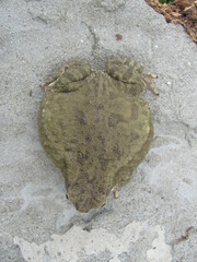 Duttaphrynus stomaticus