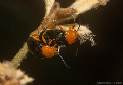 Lamprolina simillima