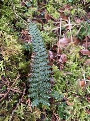 Polystichum parvipinnulum