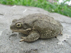 Duttaphrynus stomaticus