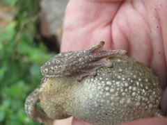 Duttaphrynus stomaticus