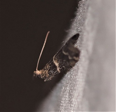 Lasiosticha canilinea