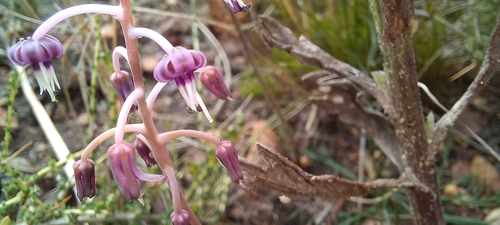 Image of Ledebouria ovalifolia by (c) Adele SL, some rights reserved (CC BY)
