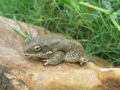 Duttaphrynus stomaticus